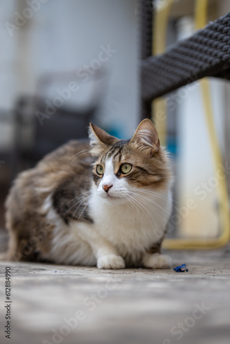 cutie cat