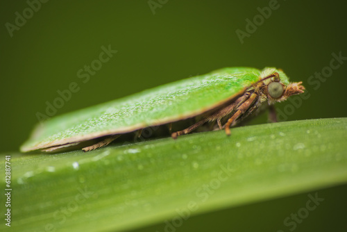 Green oak tortrix, tortrix viridana moth animal sitting on grass stem. Macro animal