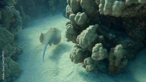 blue spotted stingray cruising