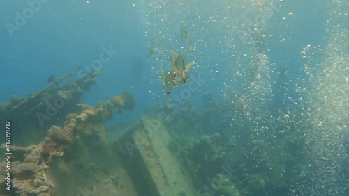 bat fish eating jelliefish close to ship wreck