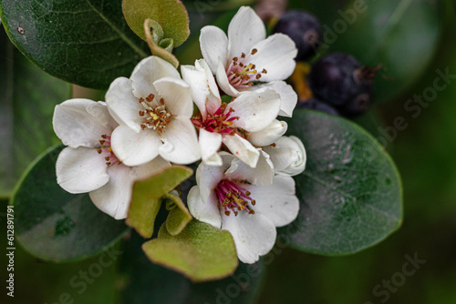 Bloom of the Indian Hawthorn (Rhaphiolepis indica) at the Botanical Garden in Cagliari. Sardinia, Italy photo