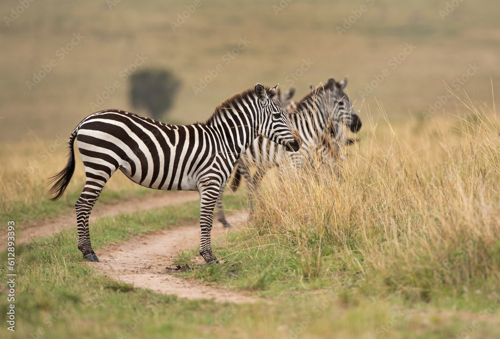 Selective focus on zebra in savannah at Masai Mara, Kenya Selective focus on zebra in savannah at Masai Mara, Kenya