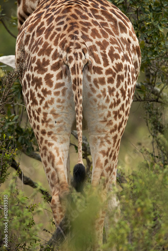 Closeup of Giraffe   back view at Masai Mara  Kenya