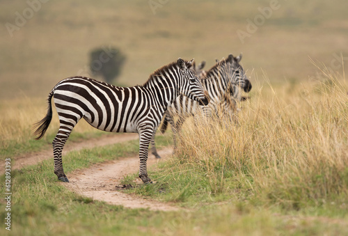 Selective focus on zebra in savannah at Masai Mara  Kenya