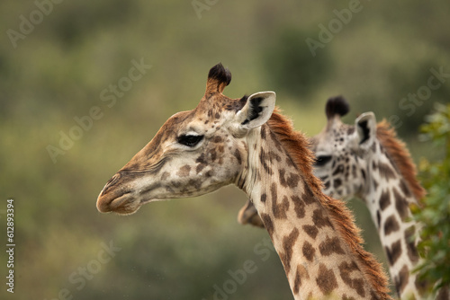 portrait of a Giraffe at Masai Mara  Kenya