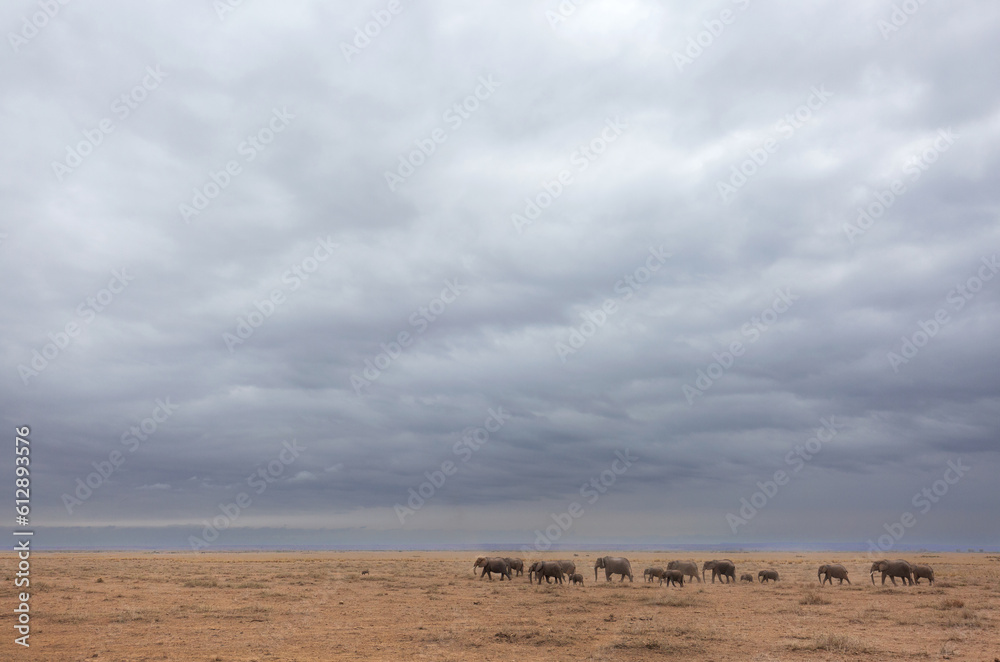 A herd of elephants walking at Ambosli national park with dense dark cloud, Kenya