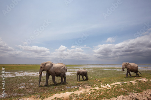A wide angle view of herd of elephants walking at Ambosli national park  Kenya