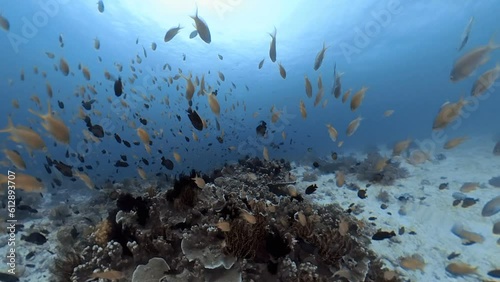 coral reef in phillipines