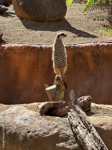 Suricato, Australian Zoo