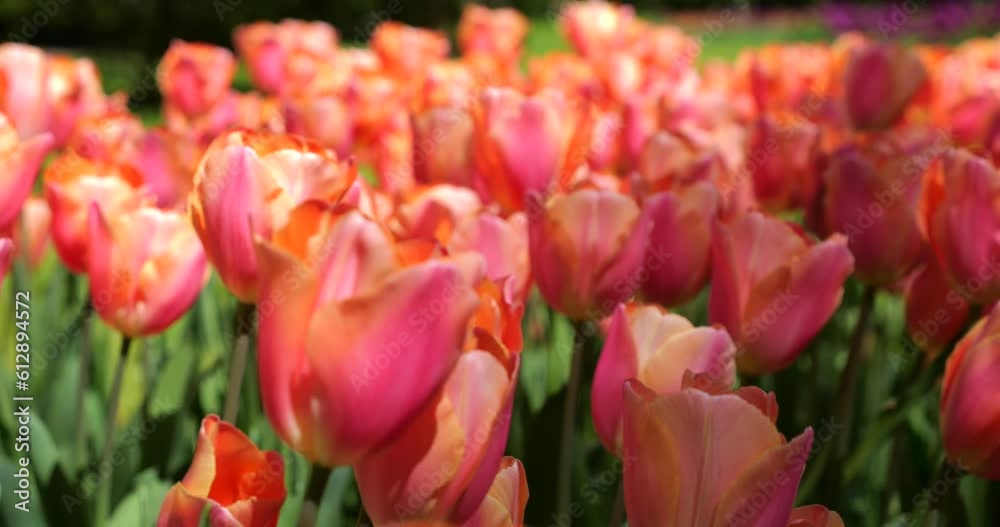 Creamy pink tulips bloom on the green lawn of the spring park. Creamy pink tulips bloom on the green lawn of the spring park.