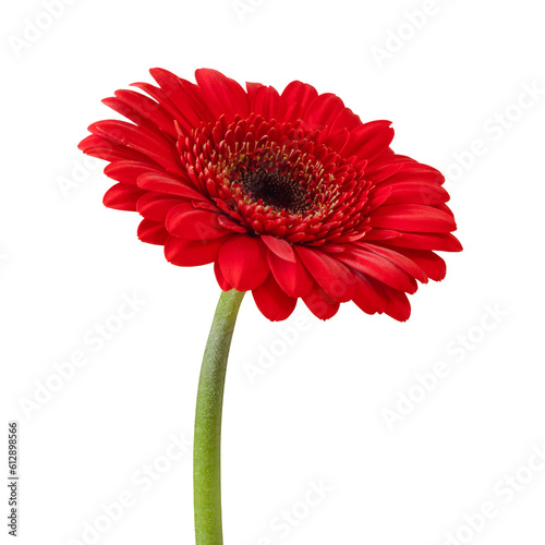 Foto Red gerbera flower isolated on a transparent png background