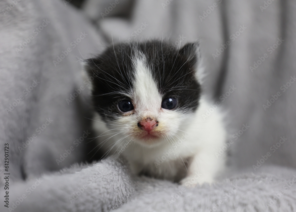 Little black and white kitten. A small cat on a gray blanket. The kitten is learning to walk. Pets, animal care. Cats at home. Fluffy and cute. Clean and well-kept Little black and white kitten. A small cat on a gray blanket. The kitten is learning to walk. Pets, animal care. Cats at home. Fluffy and cute. Clean and well-kept
