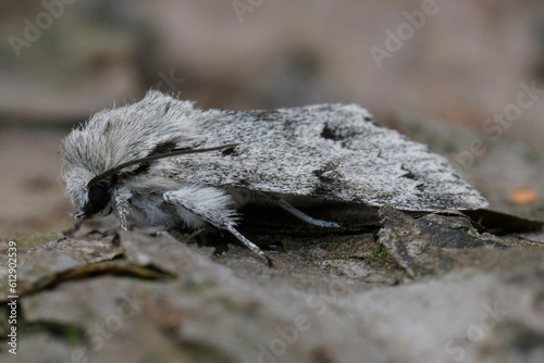 Closeup on the black and white colored miller owlet moth, Acronicta leporina