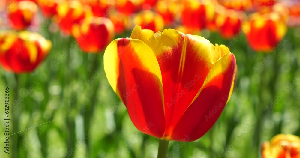 Yellow and red tulips bloom on a flower bed in a spring park. Yellow and red tulips bloom on a flower bed in a spring park.