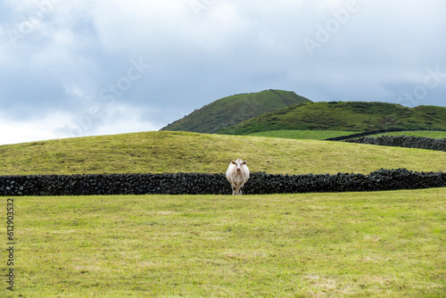Paisagem dos Açores com uma vaca de carne da rala Charolais. 