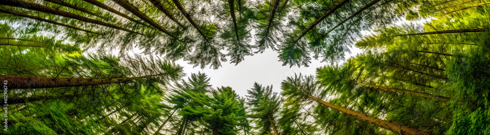 Obraz premium Green Forest of spruce trees, looking up. Sun rays shining through trees, nature background. wide panoramic
