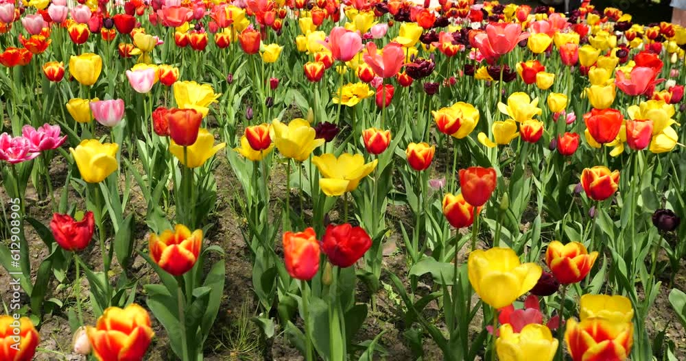 A flower bed of multi-colored bright tulips in a spring park. A flower bed of multi-colored bright tulips in a spring park.