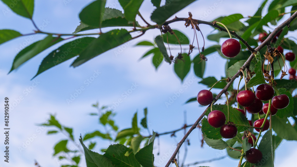 Red cherry. Red cherry on a tree branch. Cherry and green leaves. Red berries. Fruits of the tree. Cherry tree