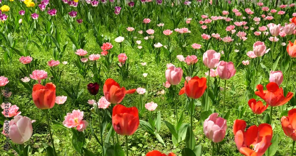 A flower bed of multi-colored bright tulips in a spring park. A flower bed of multi-colored bright tulips in a spring park.