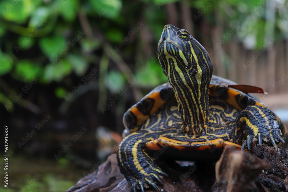 Fototapeta premium red eared slider