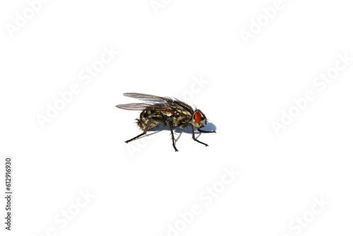 The fly sits on a white isolated background.