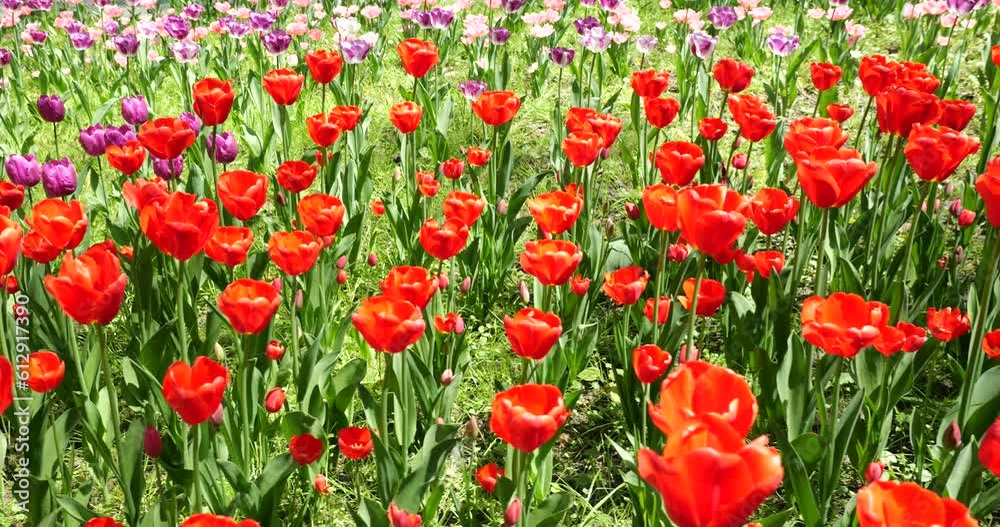 A flower bed of multi-colored bright tulips in a spring park. A flower bed of multi-colored bright tulips in a spring park.