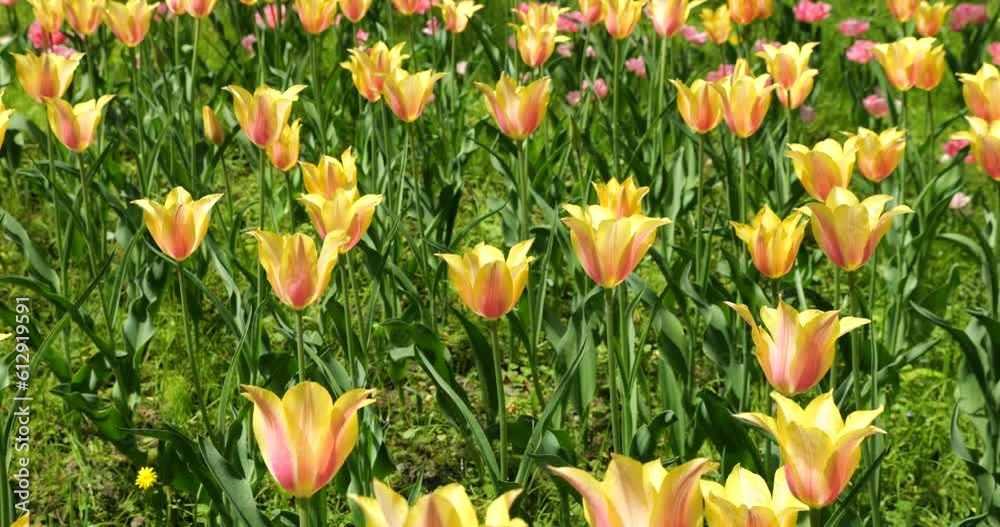 Flower bed of yellow-pink and pink tulips in the spring park. Flower bed of yellow-pink and pink tulips in the spring park.
