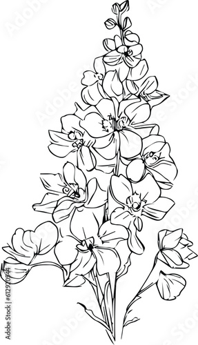 A hand-drawn delphinium  flower coloring book of vector illustration artistic  larkspur  flowers narcissus isolated on white background  sketch art leaf branch botanic collection for adults and kids