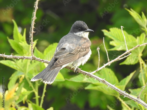 Eastern kingbird perched briar branch at the Bombay Hook National Wildlife Refuge, Kent County, Delaware.