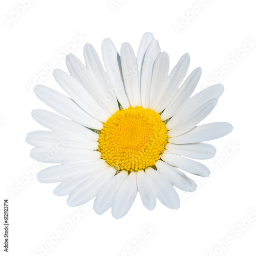 Close-up of a daisy flower isolated on transparent background - daisy blossom macro shot