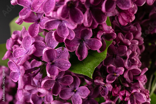 Lilac (lat.Syringa vulgaris) closeup in the spring on a black background. © Olga