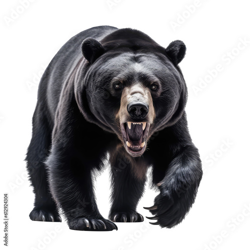 Black Bear isolated on white