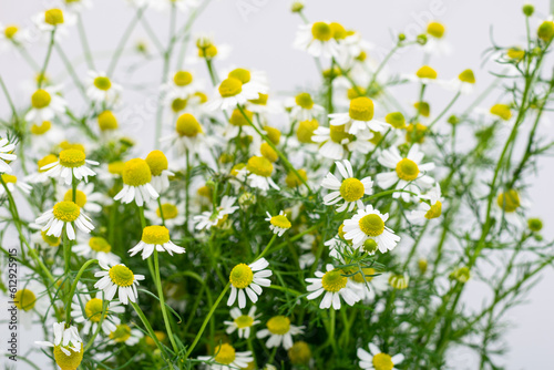 Chamomile flowers, medicinal plants picked in summer, on a white background © Ludmila