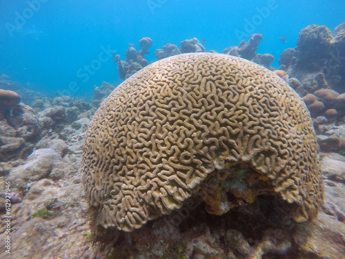 Explorando las aguas turquesas del Caribe: Un fascinante viaje sumergido en el paraíso de corales, donde la biodiversidad marina cobra vida