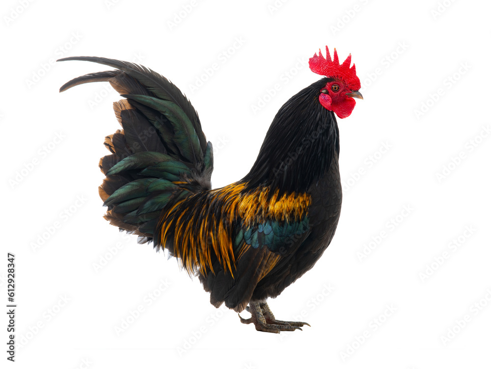 Fototapeta premium golden rooster isolated on white background