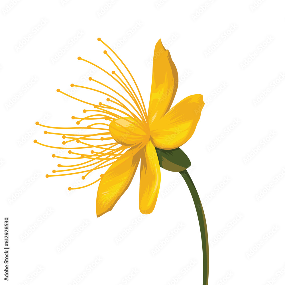 Yellow hypericum perforatum vector, yellow flower vector