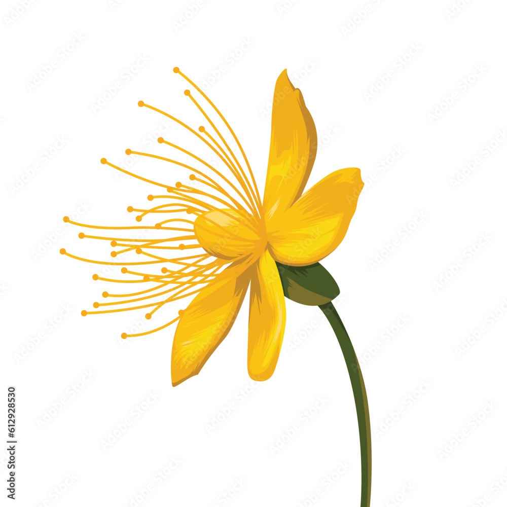 Yellow hypericum perforatum vector, yellow flower vector Yellow hypericum perforatum vector, yellow flower vector