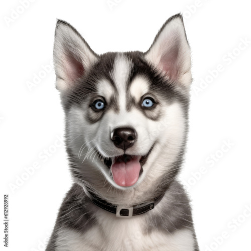 an adorable Siberian Husky puppy  Portrait  happy  smiling  and fun  Pet-themed  photorealistic illustrations in a PNG  cutout  and isolated. Generative AI