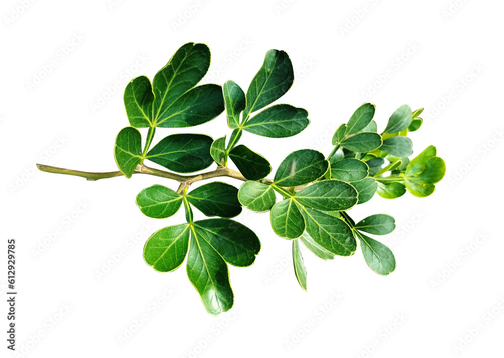 Green leaves branch closeup isolated on white background Green leaves branch closeup isolated on white background