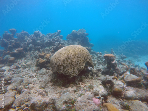 Bajo las aguas cristalinas del Caribe: Un paraíso de corales © Vlad