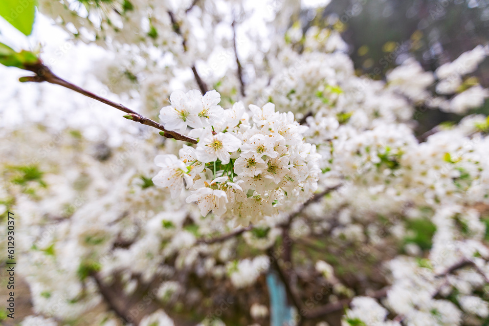 white Cherry blossoms against a blurred background. Spring blooming tree white Cherry blossoms against a blurred background. Spring blooming tree