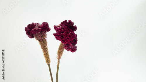Flowers of Celosia argentea var. cristata also called Celosia cristata or cockscomb with white background.