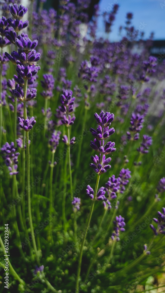 Bush of lavender in spring.