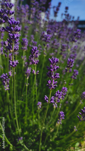 Bush of lavender in spring. © L.Riky