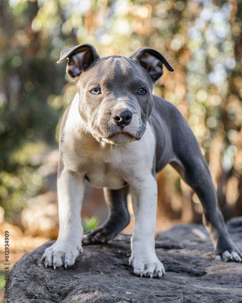 Pitbull puppy looking tenderly