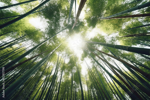 the ground looking up at the sky in a bamboo grove forest, the sun glows at the top of the bamboo trees