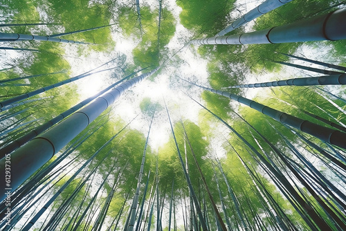 the ground looking up at the sky in a bamboo grove forest, the sun glows at the top of the bamboo trees