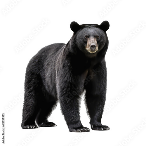Black Bear isolated on white