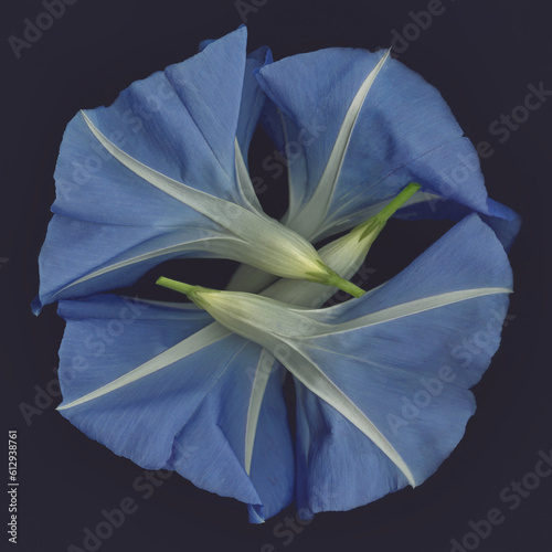 Photography Morning Glory Minuet