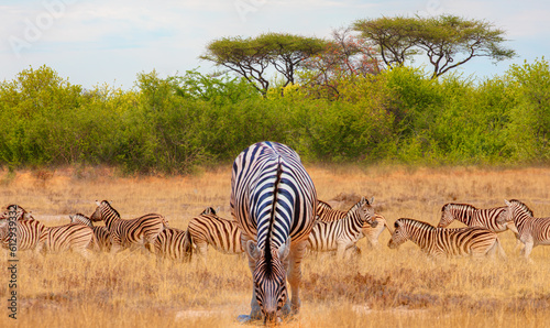 Herd of zebras in yellow grass - Etosha National Park  Namibia  Africa